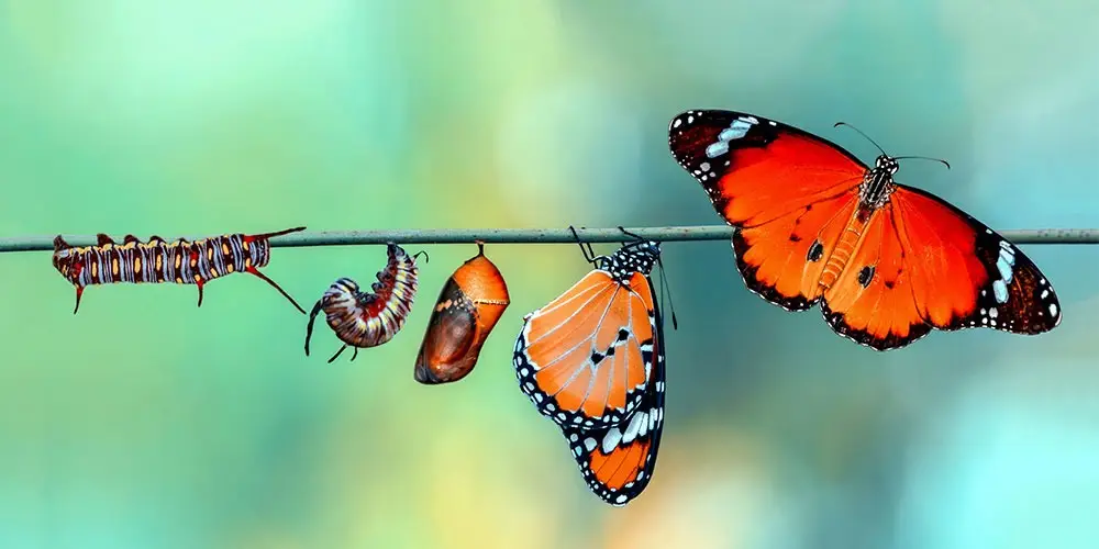 Metamorphose von der Raupe zum Schmetterling